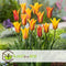 Plant in a Box - Tulipa Vendee Globe - Tulpenbollen x15 - Bloembollen voor Tuin, Terras of Balkon