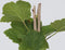 Plant in a Box - Ribes rubrum 'Jonkheer van Tets' - Aalbes - Set van 4 - Fruitstruik - Rode bessen - ⌀15cm - Hoogte 50-60cm