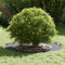 vidaXL - Plantenring - Anthraciet - Ø50/80 - cm - Staal
