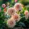 Plant in a Box - Dahlia 'Café au Lait' - set van 3 - zomerbloeiers - dahliaknollen - tuinbloemen - Roze