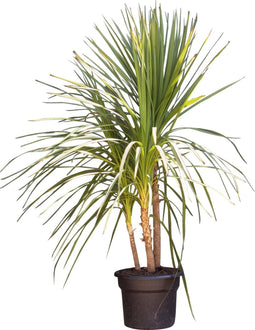 Cordyline 'Indivisa' - meerstammig |