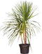 Cordyline 'Indivisa' - meerstammig |