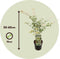 Plant in a Box - Plant in a Box - Acer palmatum 'Ukigumo' - Set van 2 - Japanse Esdoorn winterhard - Groene bladeren - Pot 19cm - Hoogte 50-60cm
