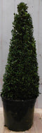 Buxus Piramide 90 cm