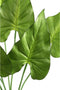 PTMD leaves plant groen caladium blad struik