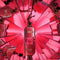 Jean Paul Gaultier - Eau de parfum - So Scandal - 30 ml