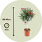 Plant in a Box - Nerium Oleander - Tuinplant - Pot 21cm - Hoogte 80-90cm