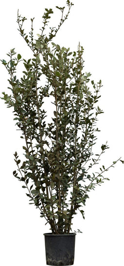 Steeneik solitair | Quercus ilex 175-200 hoog| Bomenbezorgd.nl