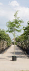 Valse Christusdoorn | Gleditsia triac. 'Inermis' 10-14 cm | Bomenbezorgd.nl