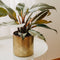 Plant in a Box - Philodendron 'Imperial Red' - Kamerplant - ⌀19 cm - Hoogte 50-55cm