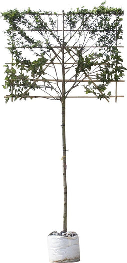 Krentenboom leiboom 180 cm | Amelanchier lamarckii 8-12 cm 180 cm| Bomenbezorgd.nl