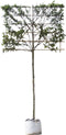 Krentenboom leiboom 180 cm | Amelanchier lamarckii 8-12 cm 180 cm| Bomenbezorgd.nl