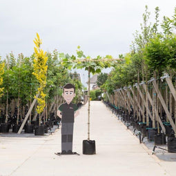 Plataan vierkant dak 220 cm stamhoogte | Platanus hispanica 14-18 220 cm| Bomenbezorgd.nl