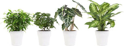 Combibox hippe kamerplanten in Anne White keramiek – ↨ 25cm – ⌀ 12cm