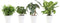 Combibox hippe kamerplanten in Anne White keramiek – ↨ 25cm – ⌀ 12cm