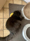 Yeowww! Banaan Kicker - Catnip Kattenkruid Speeltje voor Katten - Geel - 18 cm