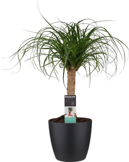 Beaucarnea Recht met Elho brussels living black ↨ 55cm - hoge kwaliteit planten