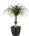 Beaucarnea Recht met Elho brussels living black ↨ 55cm - hoge kwaliteit planten