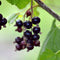 Plant in a Box - Ribes Nigrum 'Titania' - Set van 2 - Zwarte aalbes - Fruitboom - ⌀21cm - Hoogte 90-100cm