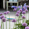 Plant in a Box - Allium Gladiator - 16x Sierui bloembollen - Reuzenbloeiende Sierui - Winterhard voor Tuin, Terras of Balkon