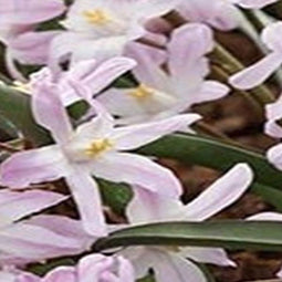 5 stuks - JUB - Chionodoxa Pink Giant 12 bollen