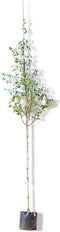 2 stuks! Witte himalaya berk Betula ut. jacquemontii h 250 cm st. o...