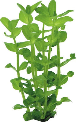 Eg bacopa amplexicaulis nr7
