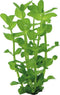 Eg bacopa amplexicaulis nr7