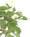 Plant in a Box - Prunus Armeniaca 'Abrikozenboom' - Fruitboom - Pot 21cm - Hoogte 90-100cm