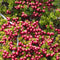 Plants by Frank | set van 6 Parelbes planten | 6x Pernettya mucronata rood | 6x rood | 12 cm Ø | 20 cm hoog | winterharde planten | tuinplanten | planten