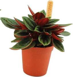 Goed & Groen - 6cm Peperomia Rosso - ↨ 10cm - Potmaat 6 - Exclusieve Kwaliteit Planten - Kamer Plant - Kamerplanten - Sfeer - Interieur
