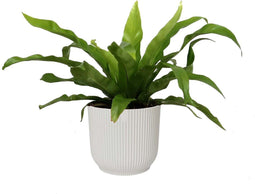 Asplenium 'antiquum' in sierpot Vibes Fold Rond (zijdewit) ↨ 25cm - hoge kwaliteit planten