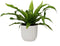 Asplenium 'antiquum' in sierpot Vibes Fold Rond (zijdewit) ↨ 25cm - hoge kwaliteit planten