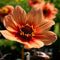 Plant in a Box - Dahlia 'Happy Single First Love' - set van 6 - zomerbloeiers - dahliaknollen - tuinbloemen - Oranje/Roze