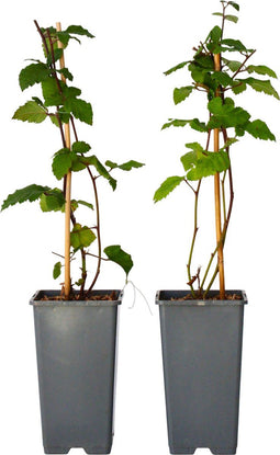 Plant in a Box - Rubus fruticosus 'Thornfree' - Set van 2 - Braam - Doornloze zwarte braam - Fruitplanten - Struik - ⌀15cm - Hoogte 50-60cm