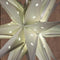 Anna's Collection Verlichte 3D kerstster - zilver - 60 cm - kunststof - op batterijen - timer