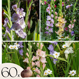 Plant in a Box - Gladiolus - Mix van 60 - Gladiolus bloembollen - Rijkbloeiende gladiolen in pastel kleuren - Zomertuin - Zomerbloeiers