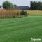 Schaduwgazon Graszaad (5kg, 250m2) - Graszaad Schaduw - Graszaad Snelkiemend - Organifer Elegant - Schaduw Graszaad - NAK Gecertificeerd - Zeer hoge schaduw en droogte tolerantie - Ideaal voor Aanleg & Herstel in Schaduw
