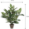 Mica Decorations Dieffenbachia kunstplant - 70 cm - Onderhoudsvrij - Groen