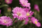 CANON EOS R50 RF-S 55-210MM F5-71 IS STM Systeem