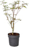 Plant in a Box - Japanse esdoorn - Acer palmatum 'Butterfly' - Hoogte 25-40cm - Potmaat 10,5cm - boom - groen