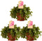Sedum makinoi