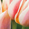 JUB - Tulipa Quebec, 5 bloembollen