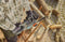 Gardena PowerSaw 250/18V - Accu kettingzaag - Borstelloze motor 8 m/s - Oregon® ketting (1 stuk)