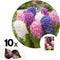 Plant in a Box - Hyacinthus Mix x10 - Hyacint - Winterharde bloembollen voor tuin, terras of balkon