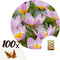 Plant in a Box - Tulipa bakeri Lilac Wonder - Tulpenbollen x100 - Bloembollen - Vroege bloeiers voor in de tuin - Hollandse pracht