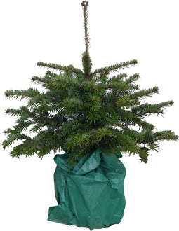 Warentuin natuurlijk - Kerstboom Warentuin Picea Pungens 40 - 60 cm