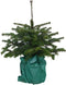 Warentuin natuurlijk - Kerstboom Warentuin Picea Pungens 40 - 60 cm
