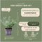 Plants by Frank | 1 strekkende meter bonte Kardinaalsmuts heg | 6x Euonymus fortunei 'Emerald Gaiety' Ø12 cm - 20 cm | winterharde haagplanten | Groenblijvende haag | Tuinplanten | Planten