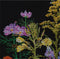 Thea Gouverneur - Borduurpakket met telpatroon - 554A - Voorgesorteerde DMC Garens - Amerikaanse Wilde Bloemen - Aida - 50 cm x 67 cm - DIY Kit